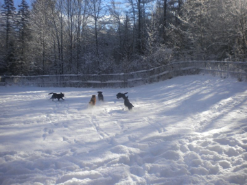 A cloud of snow